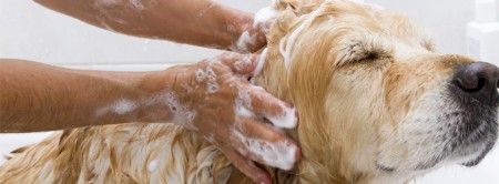 dog bath at Wet Paws Dog Grooming