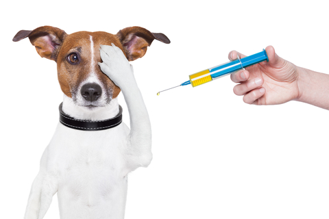 Wet Paws Dog Grooming Vaccination Update
