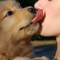 Dog Saliva: 5 Fast Facts You Should Know