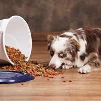 5 Pet Food Storage Mistakes that Could Make Your Pet Sick
