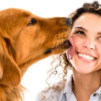 7 Reasons Why Dogs Lick Humans