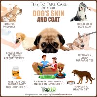 Tips to Take Care of Your Dog’s Skin and Coat