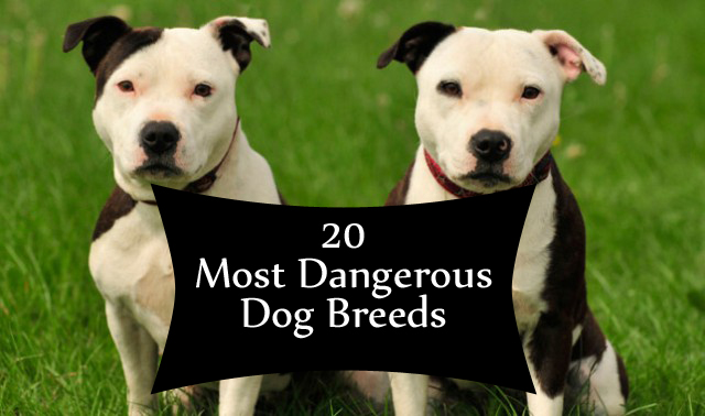 which dog breed is most dangerous