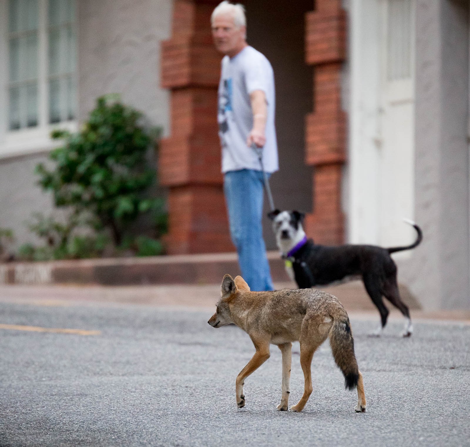 how do i keep my dog safe from a coyote