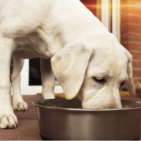 Food Measuring Math: Learn How Much to Feed a Dog