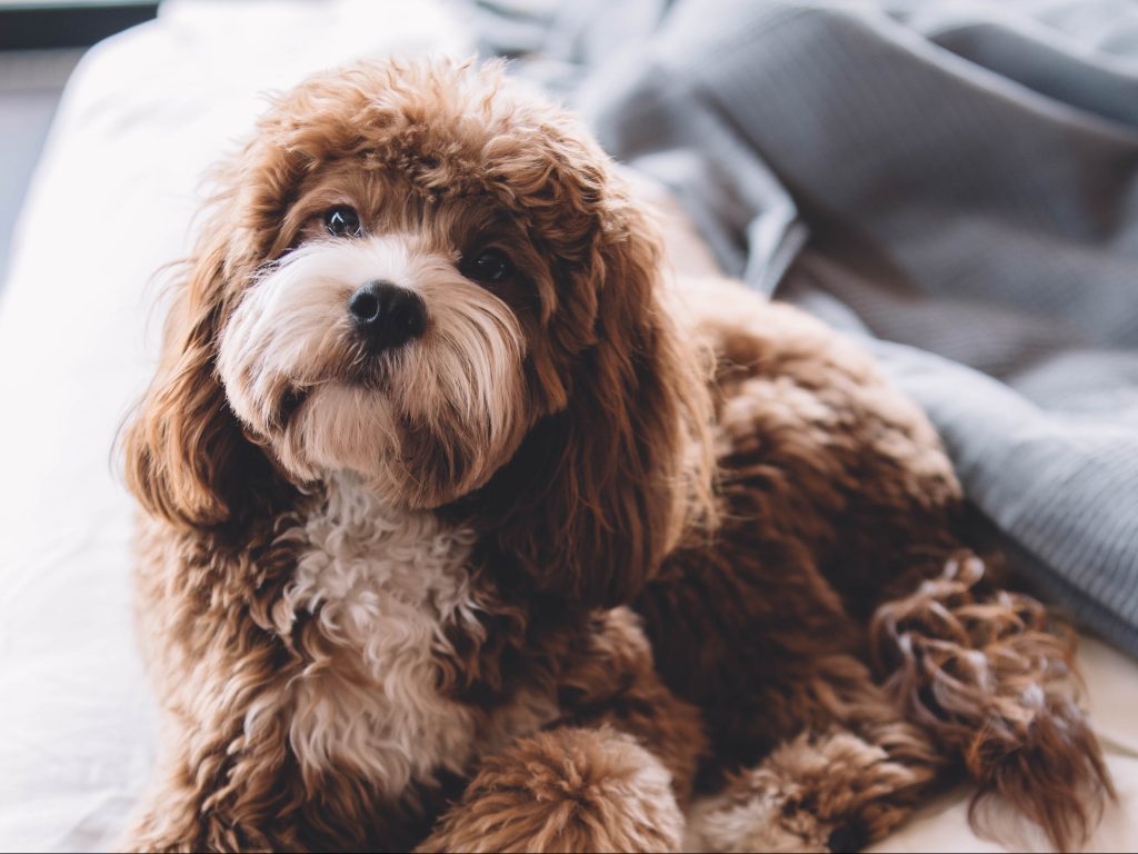Why Your Dog's Coat Gets Matted — and What You Can Do About It – Wet Paws Dog  Grooming