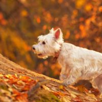 14 Things To Do To Prepare Your Dog For Fall