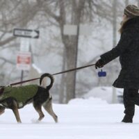 10 Tips for Braving Extreme Weather Conditions for your Dogs This Winter