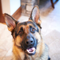 Is a German Shepherd Dog Right for You?