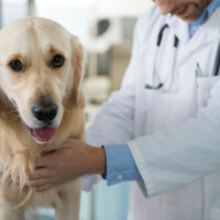 DOES YOUR DOG REALLY NEED THE BORDETELLA VACCINE?
