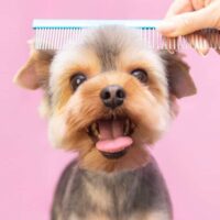 7 Steps to Raising a Dog that Enjoys Being Groomed