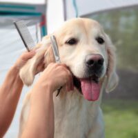 Do Golden Retrievers Need Grooming? How Often?