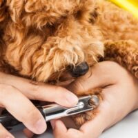 How to Train Your Pet to Love Grooming and Nail Trims