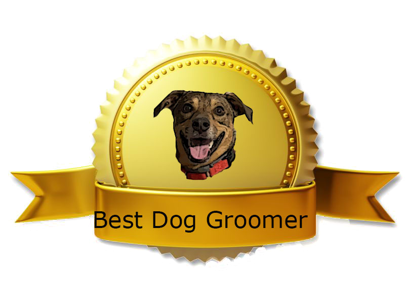 Wet Paws Voted Top-10 CT Dog Groomer